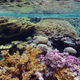 A coral reef at the Palmyra Atoll National Wildlife Refuge. Image: USFWS-Pacific Region/Flickr